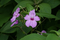 Impatiens pulcherrima